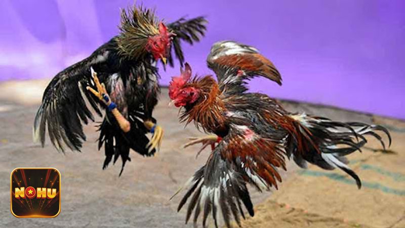 Đá Gà Thomo - Quy tắc chạng gà