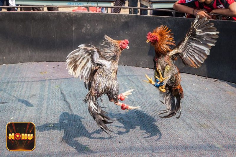 Đá Gà Online - Đá gà cựa sắt Đá Gà Online - Đá gà cựa sắt